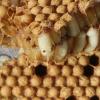 Eine Varroa-Milbe sitzt in einer Wabe auf einer Drohnenpuppe.