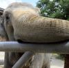 Die Stadt gibt einen ersten Zuschuss für das neue Elefantenhaus im Zoo – es sind 360.000 Euro. 
