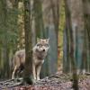 Im Altmühltal gibt es das fünfte Wolfsrudel in Bayern. Im Kreis Eichstätt sind vier junge Welpen gefilmt worden.