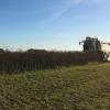 Das Fenchelfeld von Bio-Landwirtin Franziska Blind bei der Ernte im vergangenen Jahr.  	