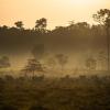 Der Regenwald im brasilianischen Amazonasgebiet weicht Weiden. Weltweit sind einer Studie zufolge im vergangenen Jahr zwölf Millionen Hektar an Tropenwald verloren gegangen.