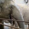 Tiere im Augsburger Zoo: Elefantin Targa.