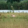 Ein Flamingo, der es sich zwischen Graugänsen, Kiebitzen und Blässhühnern auf einer Feuchtwiese im Donauried gemütlich gemacht hat.  	