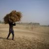 Indien hat den Export von Weizen gestoppt.