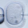 Eine menschliche Eizelle wird im Labor befruchtet. 