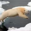 Dieses Foto ist zur Ikone geworden: Ein Eisbär springt in der immer stärker abtauenden Arktis von Eisscholle zu Eisscholle.