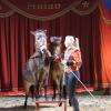 Wasser für die Tiere brauchte der Zirkus Mulan: Hier die portugiesischen Esel Pinoccio und Gepetto in der von Jacqueline Köllner einstudierten Dressur.