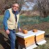 Bienen und ihre Imker haben es in Irsingen ohnehin schon schwer genug, weiß Hobby-Imker Manfred Canci, der elf Bienenvölker in seinem Garten pflegt. 