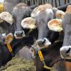 Rinderseuche BHV1 in Balgheim: Müssen Rinder getötet werden?