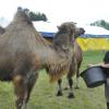 „Manege dicht“: Ernst Renz versorgt die zwei Kamele des Zirkus Renz, der in Rain wegen Corona gestrandet ist. 	