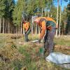 Raphael Fries (links) und Fabian Holzhai sind Forstwirte. Auf einer Windwurffläche im Staatswalddistrikt Attenhauser Wald pflanzen sie junge Flatterulmen.