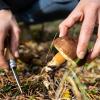 Lieber am helllichten Tage: Wer im Wald Pilze sucht, sollte auch auf Wildtiere Rücksicht nehmen.