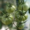 Was tun, wenn der Frost bald kommt und an den Sträuchern noch immer grüne Tomaten hängen? Manchmal hilft Nachreifen im Haus, manche Sorten sind außerdem auch grün zu genießen.  