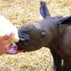 Nashorn-Baby Kibo bekommt alle zwei Stunden das Fläschchen.