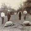 Ein im späten 19. Jahrhundert aufgenommenes Foto zeigt Jonathan (l) im Garten der Gouverneurs-Residenz auf der Insel St. Helena. Jonathan ist die älteste Schildkröte der Welt. (Archivbild)