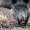 Wildschweine können sich die Afrikanische Schweinepest einfangen. Diese kommt immer näher. Würde die Seuche auch im Donau-Ries-Kreis ausbrechen, hätte das weitreichende Konsequenzen. <b>(Symbolbild)</b>
