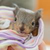 Im Frühling brauchen die meisten Tierkinder ihre Eltern. Gerade Eichhörnchen müssen das Nahrungsammeln und Klettern erst lernen. Sind die Eltern tot, müssen Menschen einspringen.