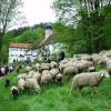 Vor der Kirche werden die Schafe gesegnet.