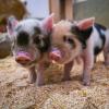  Wenige Tage alte Ferkel der Kunekune-Schweine befinden sich in ihrem Stall im Münchner Tierpark Hellabrunn.