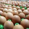 Eier sind in jeder Saison beliebt, doch vor allem zu Ostern werden sie massenweise verarbeitet. Aber wie lange halten gekochte Eier eigentlich?