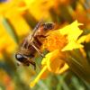 Den Balkon zur Oase für Bienen machen