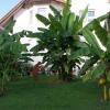 Eine Bananplantage hat Willi Demel im Garten.