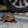 Ein Kröten-Pärchen sitzt auf einer Straße vor einem Autoreifen.