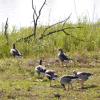 Im Streit um die Gänsejagd am Plessenteich haben sich nun verschiedene Naturschutzverbände zu Wort gemeldet. 
