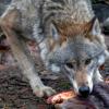 Ein Wolf nimmt ein Stück Fleisch in seinem Gehege im Zoo von Schwerin auf. Ungeachtet der Bedenken von Bauern und Tierhaltern breiten sich die Wölfe in Deutschland in freier Wildbahn weiter aus. 