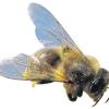 Bienenhaltung im Aufwind