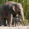 Die ersten gemeinsamen Spaziergänge: Elefantendame Temi mit ihrem Baby. Bild: Tierpark Hellabrunn