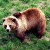 Im Sommer essen Braunbären ungeheur viel, ohne Diabetes zu bekommen.