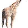 Zebra erschreckt Giraffe Kiano zu Tode