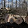 Rund 60 Festmeter Holz aus dem Gundelfinger Stadt- und Spitalwald wird jährlich versteigert. Große Nachfrage gibt es auch aus Asien. Dort ist das Holz der Esche beliebt.  	