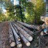 Wie kann der Wald in Zukunft überleben? Die Forstbetriebsgemeinschaft Augsburg-Nord hat darüber bei ihrer Versammlung diskutiert.