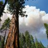 Rauchwolken steigen über einem Riesenmammutbaum im Yosemite-Nationalpark auf.