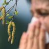 Besonders Birkenpollen fliegen momentan durch die Luft und machen Allergikern zu schaffen.
