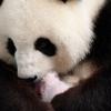  Panda-Weibchen Meng Meng hält ihren Nachwuchs im Arm. Den kleinen Panda-Zwillingen wächst mittlerweile schon schwarz-weißes Fell.