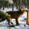 Der Fuchs wird auch liebevoll als „Polizist des Waldes“ bezeichnet.