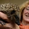 Gordana Zabel mit einem „ihrer“ Igel.