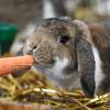 Zwergwidder sind Kaninchen mit hängenden Ohren. Aber auch für sie gilt: Bis zu 80 Mahlzeiten täglich machen das Kaninchen froh.