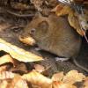 Die Zahl der Hantavirus-Infektionen in Bayern steigt weiter. Bis zum Freitag wurden in diesem Jahr 88 Fälle der von Mäusen übertragenen Krankheit gemeldet.