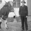 Ein stattliches Rind führt dieser Mann an der Leine, gekleidet in seinen besten Sonntagsanzug. Dieses historische Foto ist ein Teil der Sonderausstellung „Zum Fressen gern?“ im Museum Oberschönenfeld.