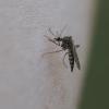 Sieht eigentlich gar nicht so gemein aus. Doch wenn sie in Schwärmen auftreten, können Stechmücken höchst unangenehm werden. 	