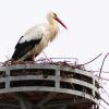 Das Dasinger Storch, der schon stattliche 15 Jahre alt ist, wartet derzeit noch auf seine Störchin.