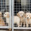 Laut dem Deutschen Tierschutzbund hat sich die Zahl der illegal gehandelten Hunde im Corona-Jahr 2020 im Vergleich zu 2019 fast verdreifacht.