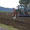 Ein Landwirt pflügt sein Feld zwischen Balgheim und der B25. Die Störche suchen hier nach Futter. 	