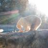 Trauer im Münchner Tierpark Hellabrunn: Eisbär Yoghi ist überraschend gestorben. 