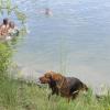 Hund und Mensch im gleichen Wasser an der Lechstaustufe 15 oberhalb des Englischen Gartens in Landsberg: Nicht jedem gefällt diese Art der Doppelnutzung im Bereich des Treppeneinstiegs.