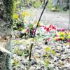 Der Tatort, etwa 300 Meter vom Hochablass entfernt. Blumen erinnern an Mathias Vieth. Diesen Baumstamm streifte bei der Schießerei eine Kugel.